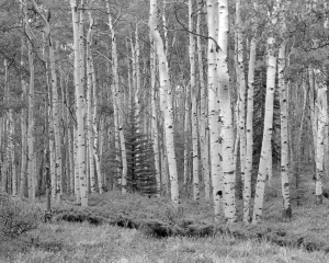 Peaceful Coexistence 