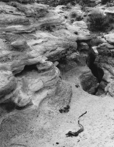 Slithering Driftwood, NM